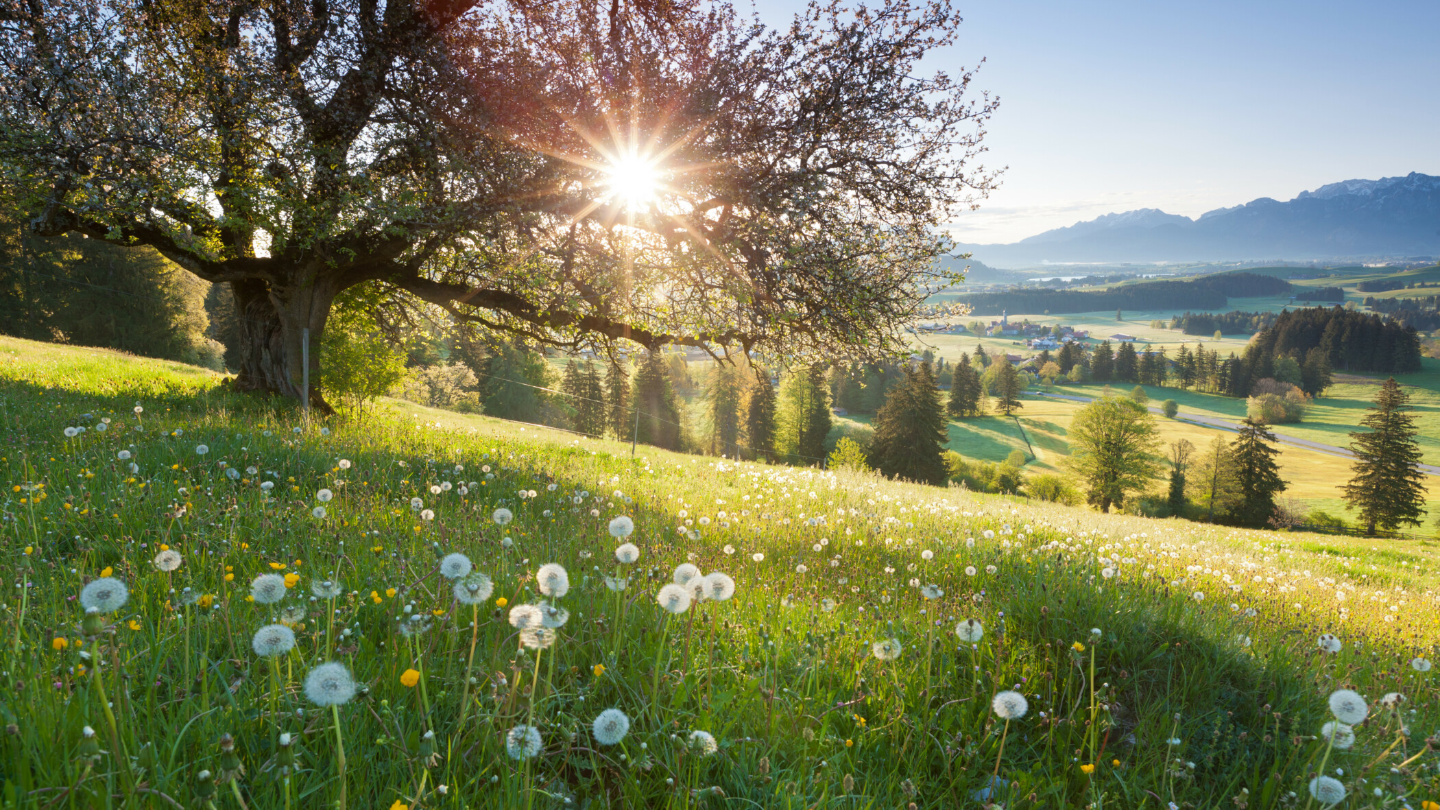 Grüne Wiese mit Pusteblumen auf der ein Baumsteht. Im Hintergrund sieht man die Sonne und ein paar Hügel