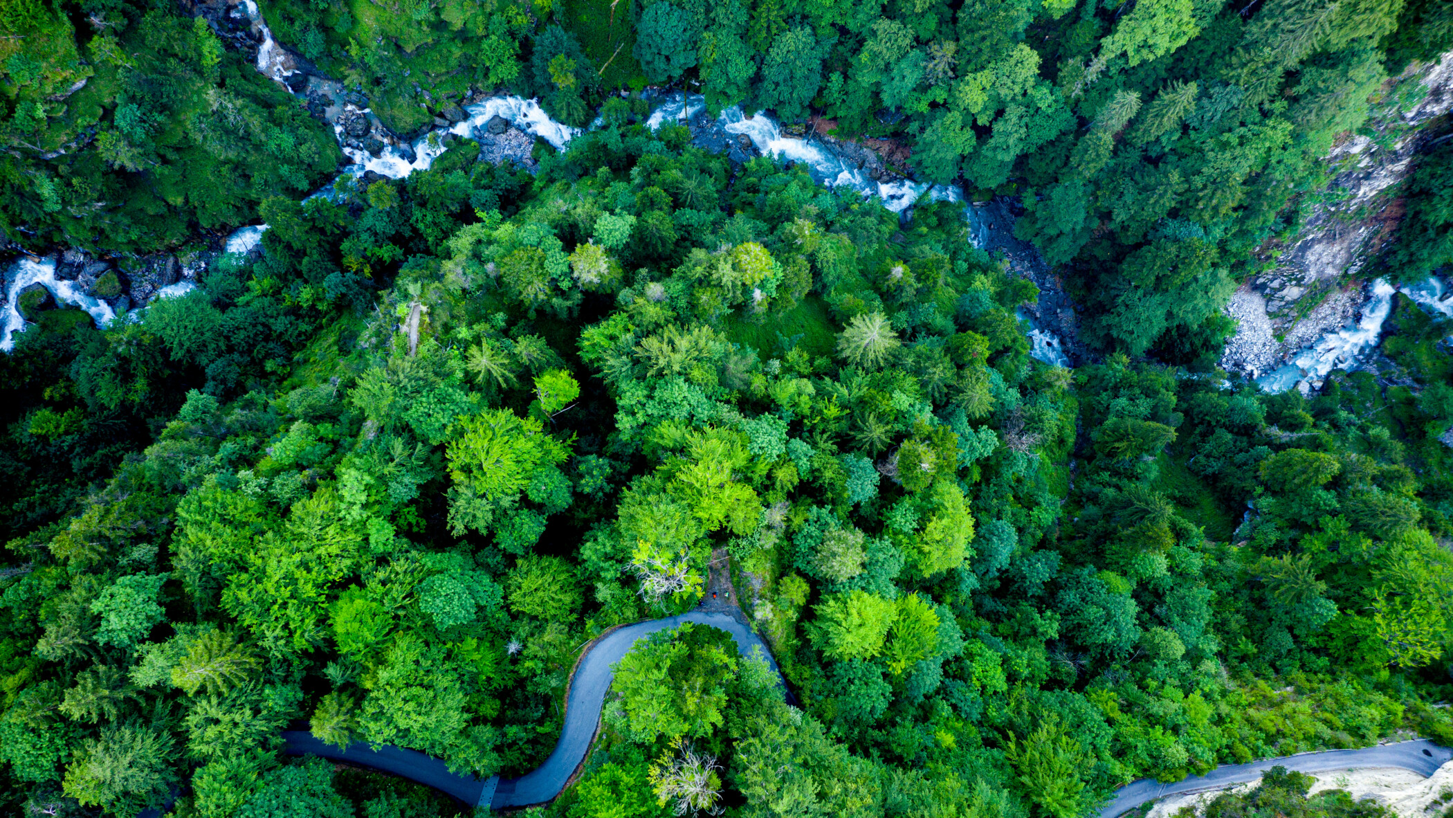 Eine Waldlandschaft aus der Vogelpersepktive, die durchzogen ist von mehreren Flußadern
